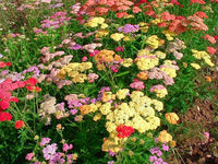 Colorful pastel yarrow flowers growing in a sunny garden.