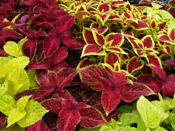 Rainbow Mix Coleus adding colorful foliage to a shaded garden border.
