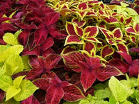 Rainbow Mix Coleus adding colorful foliage to a shaded garden border.
