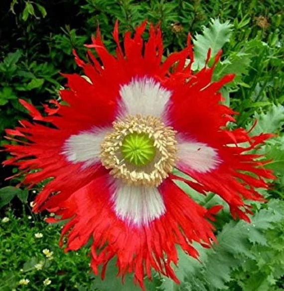 Red Yellow Danish Flag Flower seeds for Planting Vibrant Colors Heirloom & GMO Free Seeds for Home Garden 
 
 Sale