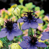 Nigella Love in the Mist Midnight Blue Seeds for Elegant, Blue Flowers