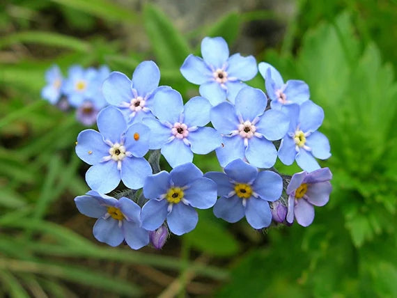 Blue Alpine Forget me not Flower Seeds or Heavenly Hybrid-MYOSOTIS ALPESTRIS/Pure Flower seeds for Planting - Premium Quality, Heirloom GMO Free See
 
 Sale seeds for home garden
