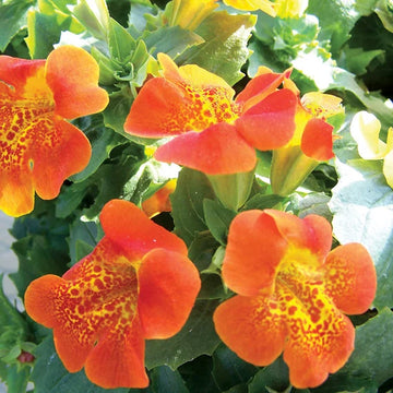 Orange Mimulus Flower seeds for Planting - Wildflower Mix, Heirloom & GMO Free Seeds for Home Garden