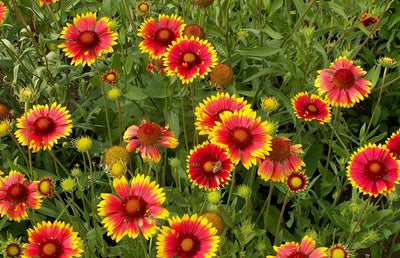100 Pcs