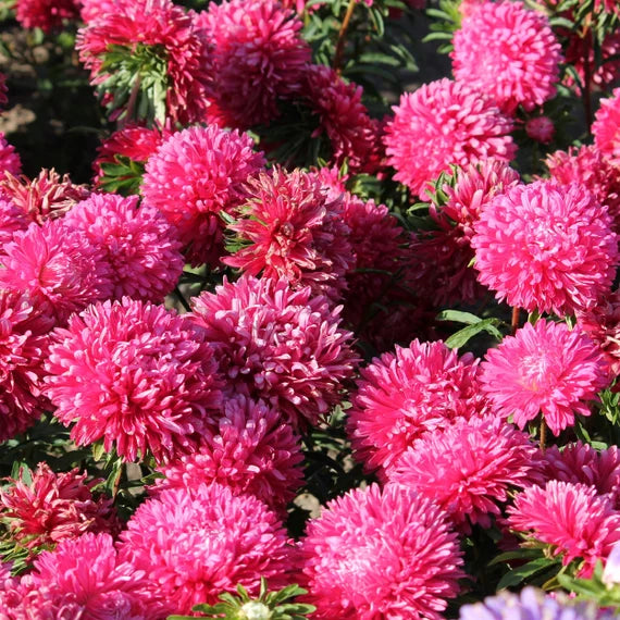 Dark Pink Aster Callistephus Flower Seeds for Planting Seasonal Bloomer Heirloom & GMO Free Seeds for Home Garden
 
 Sale