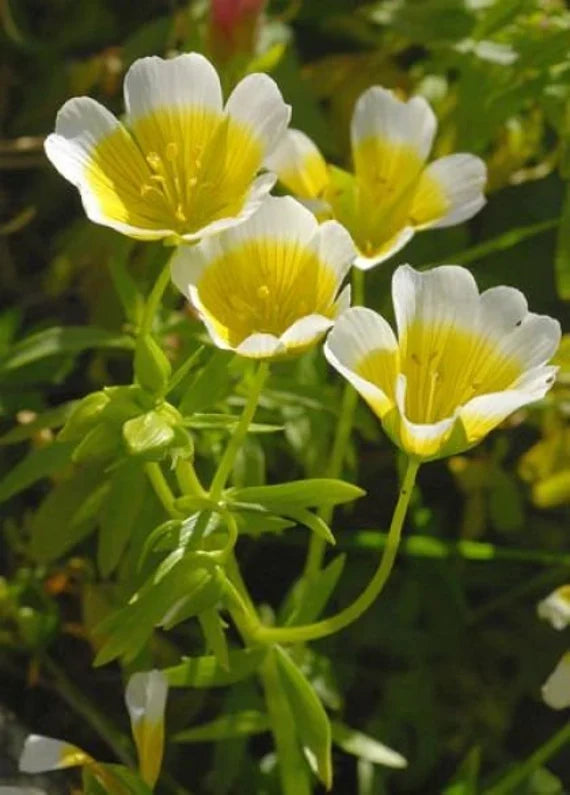Poached Egg Plant with bright yellow and white flowers blooming in a garden.
