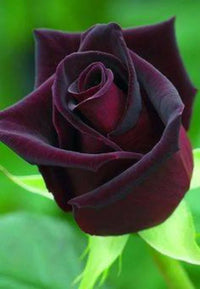 Deep Red Rose Flower seeds for Planting - Garden Favorite, Heirloom & GMO Free Seeds for Home Garden
 
 Sale seeds for home garden