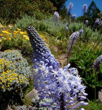 Merwilla Flower seeds for Planting Shade Tolerant Heirloom & GMO Free Seeds for Home Garden 
 
 Sale