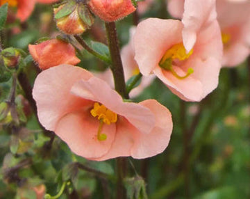 Pink Alonsoa Flower seeds for Planting Vibrant Colors Heirloom & GMO Free Seeds for Home Garden 
 
 Sale