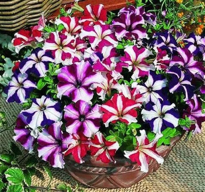 100 Pcs