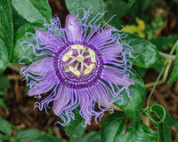 Purple Passiflora Edulis Seeds for Fruit Planting