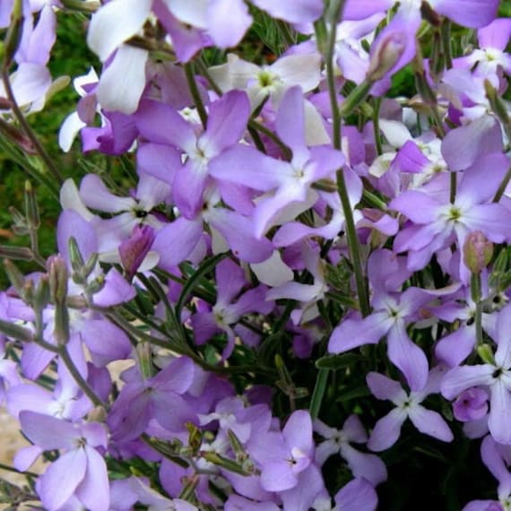 Purpur Stock Matthiola Abend oder Nacht Seeds for Fragrant, Purple Blooms