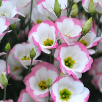 Sapphire Pink Eustoma (Lisianthus) Flower seeds for Planting Easy to Grow Heirloom & GMO Free Seeds for Home Garden 
 
 Sale