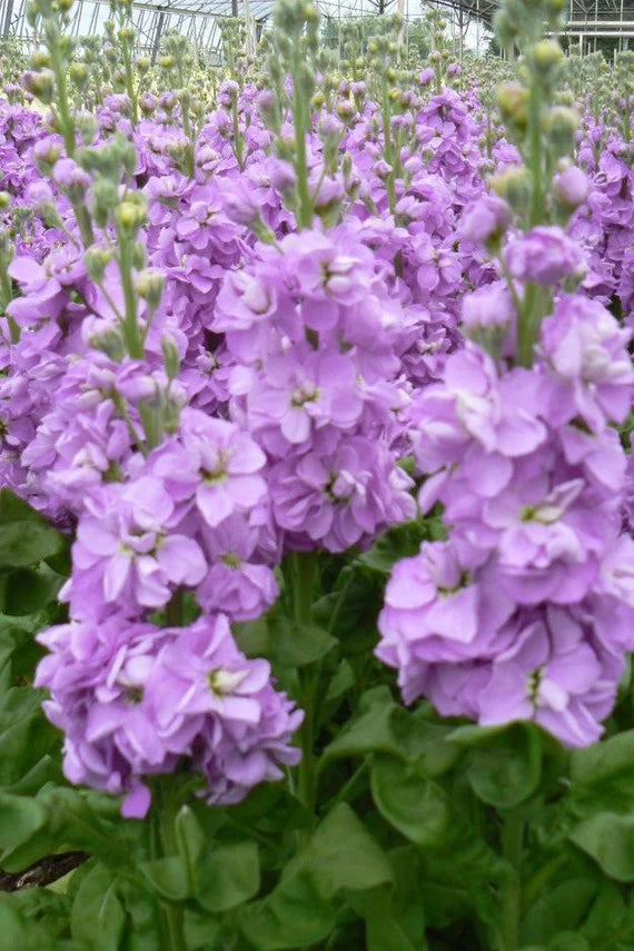 Violet Matthiola Incana Plant Seeds: Premium Quality Flower Seeds for Vibrant Gardens and Effortless Planting