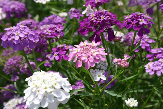 Purple & Pink Iberis Candytuft Mix Seeds for Stunning Garden Color