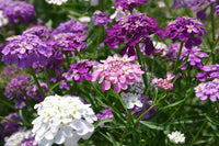 Purple & Pink Iberis Candytuft Mix Seeds for Stunning Garden Color