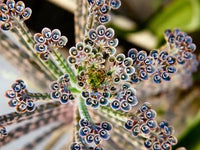 Blue Kalanchoe Delagoensis Seeds for Easy Planting
