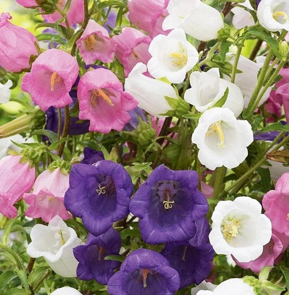 Bells Mix Flower Planting Seeds for Colorful Gardens