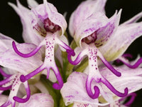Naked Man Orchid Seeds for Planting - Unique Flowering Plant Seeds