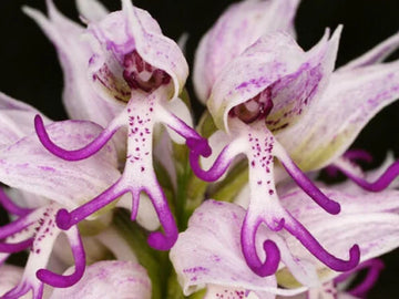Orchid Man Flower Planting Seeds - Enhance Your Garden with Vibrant Orchid Blooms