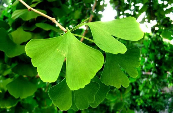 Green Maidenhair Flower Seeds for Planting Garden Favorite Heirloom & GMO Free Seeds for Home Garden
 
 Sale