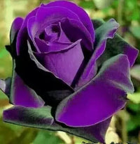 Pink Dark Violet MultiColor Rose Flower Seeds for Planting Hardy Variety Heirloom & GMO Free Seeds for Home Garden
 
 Sale