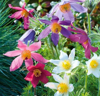 Mixed Anemone Pulsatilla Seeds Flower seeds for Planting Drought Tolerant Heirloom & GMO Free Seeds for Home Garden