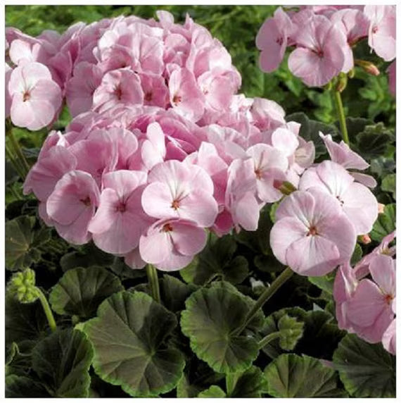 Light Pink White Geranium Flower Seeds for Planting Easy to Grow Heirloom & GMO Free Seeds for Home Garden
 
 Sale