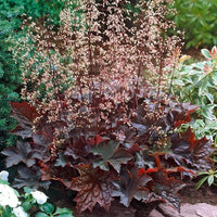 Purple Coral Bell Flower seeds for Planting - Seasonal Bloomer, Heirloom & GMO Free Seeds for Home Garden
 
 Sale seeds for planting in home garden