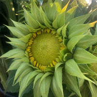 Sea Green Sunflower Perennial Flower Seeds for Planting Colorful Display Heirloom & GMO Free Seeds for Home Garden
 
 Sale