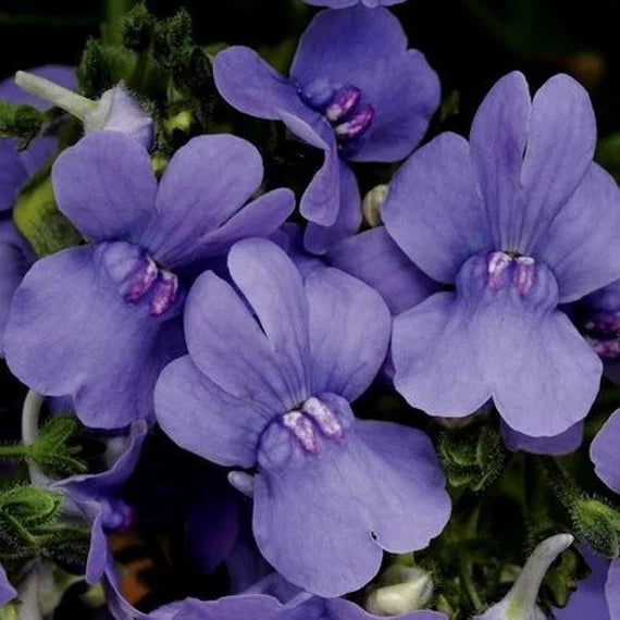 Purple Nemesia Strumosa Flower seeds for Planting Premium Quality Heirloom & GMO Free Seeds for Home Garden
 
 Sale