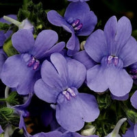 Purple Nemesia Strumosa Flower seeds for Planting Premium Quality Heirloom & GMO Free Seeds for Home Garden
 
 Sale