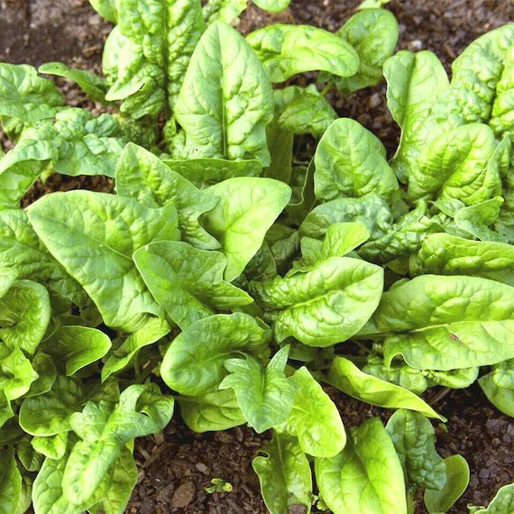 Bloomsdale Long Standing Spinach Seeds – Heirloom Leafy Greens for Home Gardens