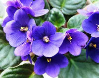 Saintpaulia Flower seeds for Planting - Shade Tolerant, Heirloom & GMO Free Seeds for Home Garden