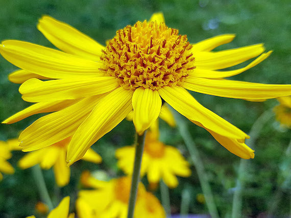 Arnica Flower seeds for Planting Drought Tolerant Heirloom & GMO Free Seeds for Home Garden 
 
 Sale