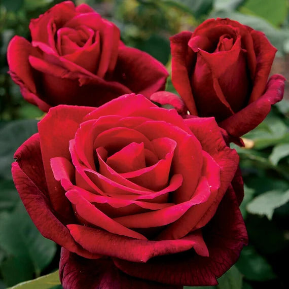 Maroon Red Rare Rose Flower Seeds for Planting – Premium Quality Heirloom & GMO Free Seeds for Home Garden
 
 Sale