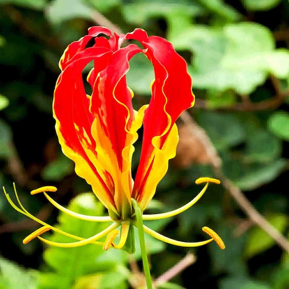 Gloriosa Rothschildiana Gloriosa Lily Vine Seeds