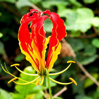 Gloriosa Rothschildiana Gloriosa Lily Vine Seeds