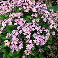 Vergissmeinnicht Flower seeds for Planting Sun Loving Heirloom & GMO Free Seeds for Home Garden 
 
 Sale