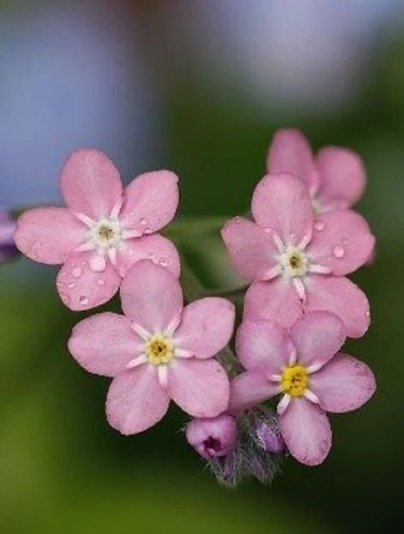 Vergissmeinnicht Flower seeds for Planting Sun Loving Heirloom & GMO Free Seeds for Home Garden 
 
 Sale