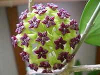 Green Carnosa Flower Seeds for Planting Low Maintenance Heirloom & GMO Free Seeds for Home Garden
 
 Sale