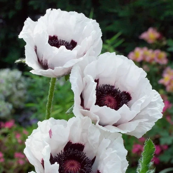 Papaver orientale 'Royal Wedding' Seeds - White Oriental Poppy Flowers for Elegant Garden Borders and Perennial Displays