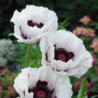 Papaver orientale 'Royal Wedding' Seeds - White Oriental Poppy Flowers for Elegant Garden Borders and Perennial Displays
