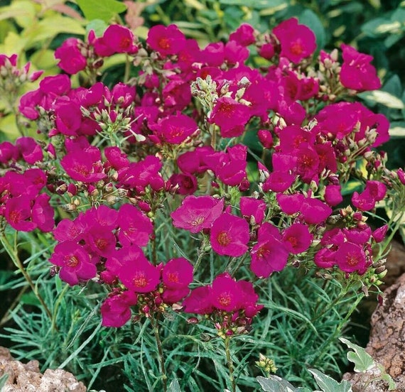 Portulak Rock Ruby Tuesday Seeds for Colorful, Nutritious Greens