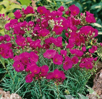 Portulak Rock Ruby Tuesday Seeds for Colorful, Nutritious Greens
