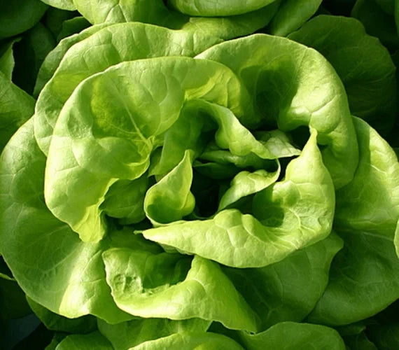 Butterhead lettuce plants growing in a home vegetable garden