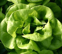 Butterhead lettuce plants growing in a home vegetable garden