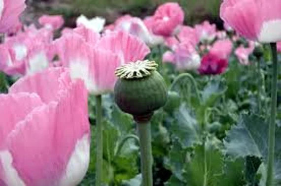 Heirloom ornamental poppy plants with colorful blossoms in a flower bed.