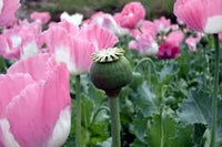 Heirloom ornamental poppy plants with colorful blossoms in a flower bed.
