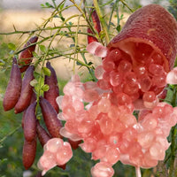 Pink Finger Lime Fruit Seeds for Planting – Heirloom Non-GMO Citrus Tree Seeds for Home Gardens, Containers & Outdoor Growing